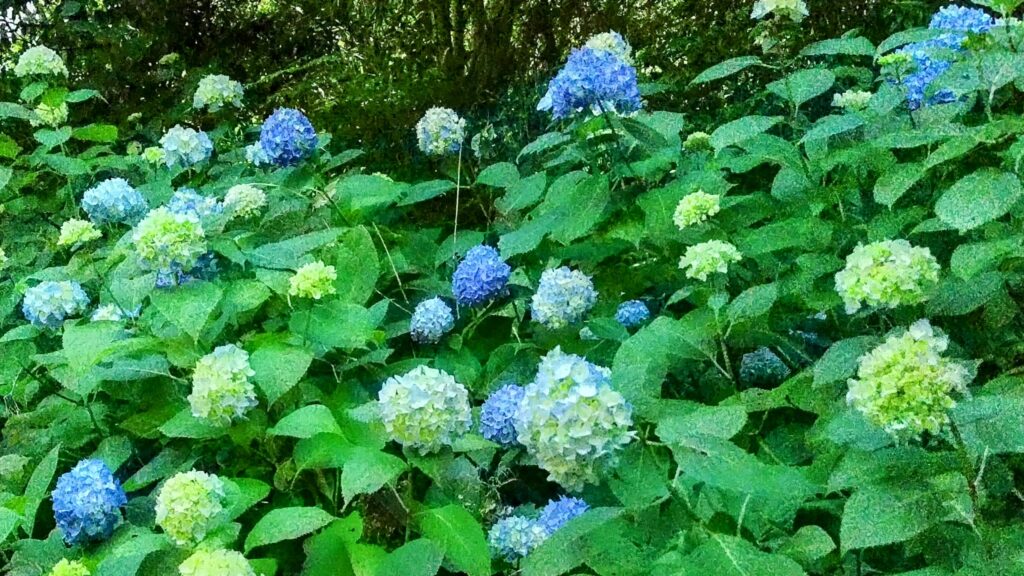 ケーブルカーの車窓、夏、紫陽花