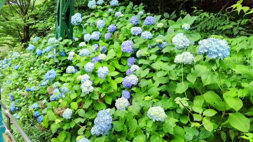 ケーブルカーの車窓、夏、紫陽花