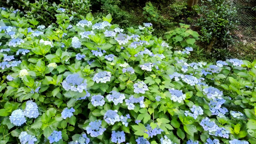 ケーブルカーの車窓、夏、紫陽花