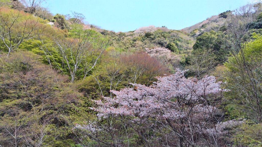 ケーブルカーの車窓、春、桜