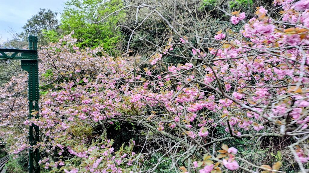 ケーブルカーの車窓、春、桜