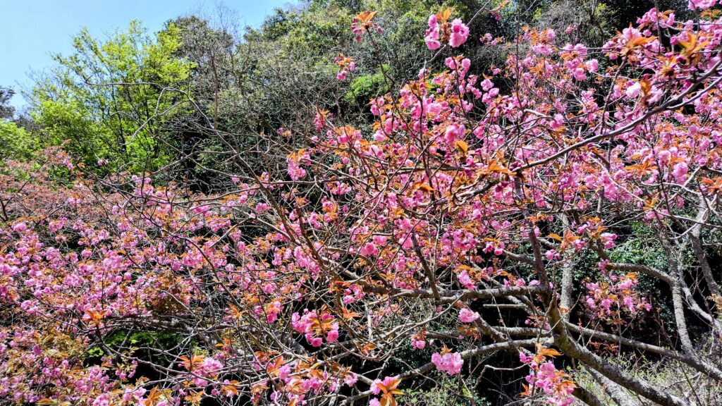 ケーブルカーの車窓、春、桜