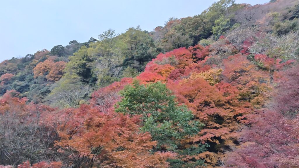 ケーブルカーの車窓、秋、紅葉