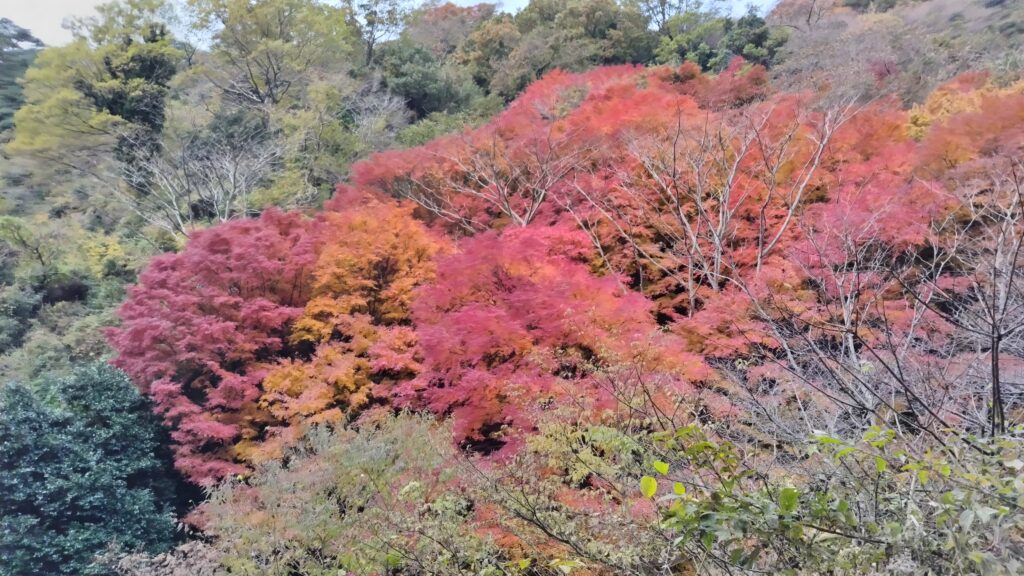 ケーブルカーの車窓、秋、紅葉