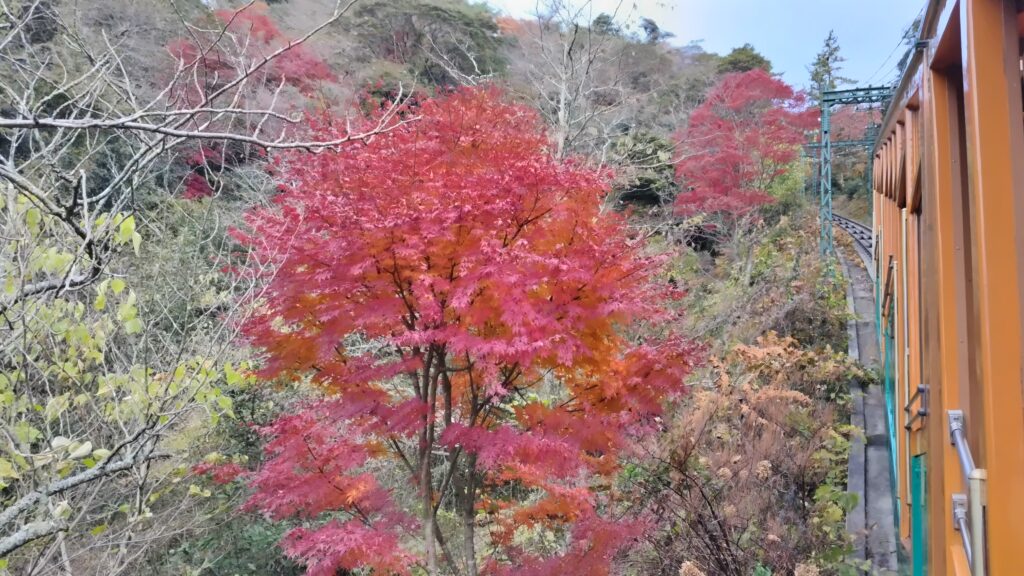 ケーブルカーの車窓、秋、紅葉