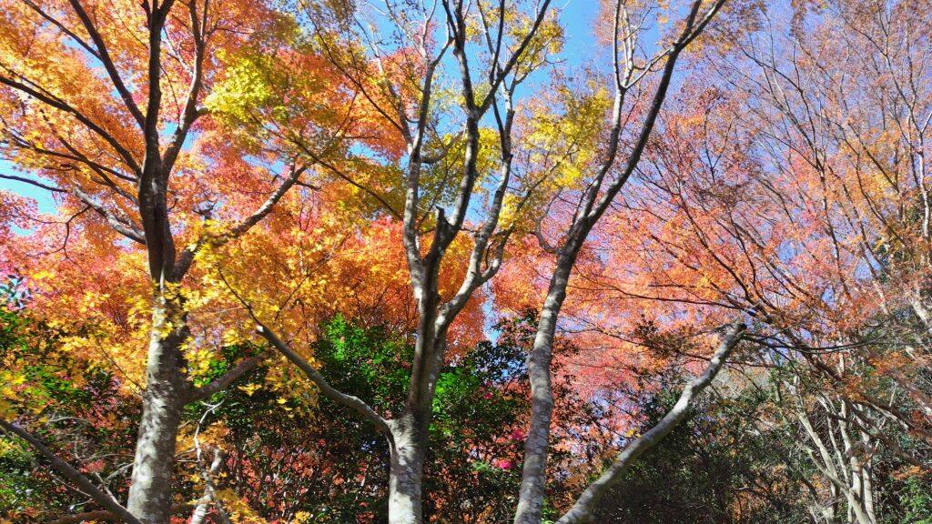 ケーブルカーの車窓、秋、紅葉